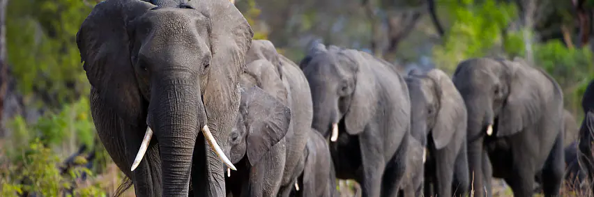 Botswana - Afrikas bestgehütetes Geheimnis - Tierparadies