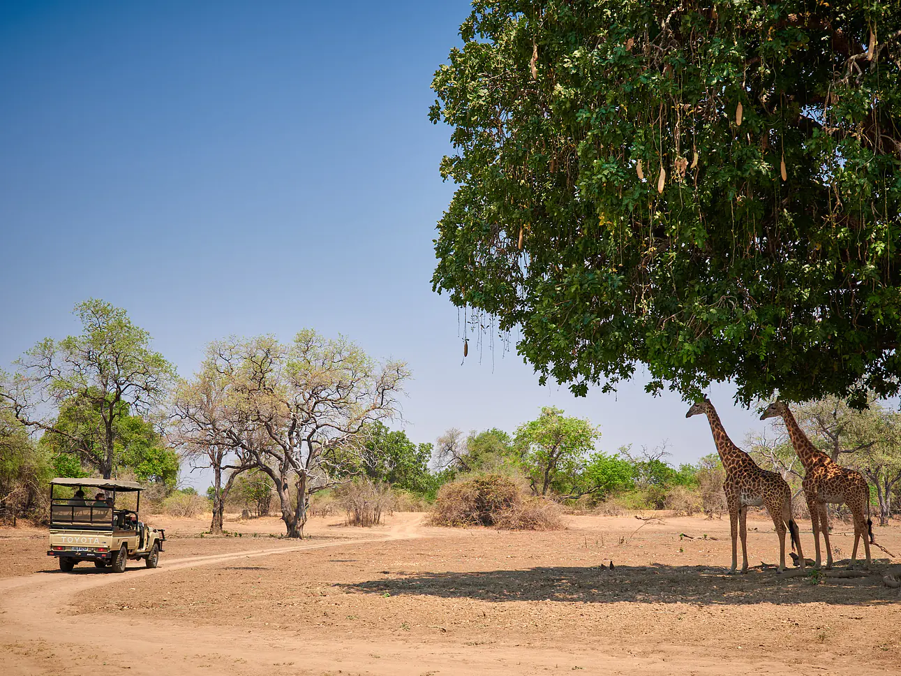 Südliches Afrika