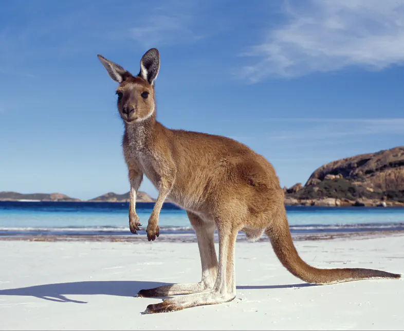 Kangaroo.jpg