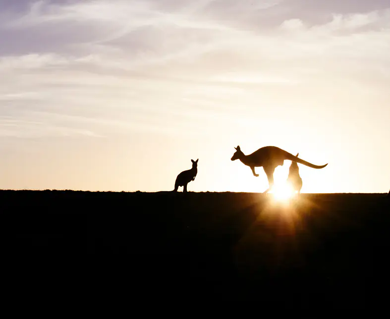 Australien_Kangaroos at Sunset_shutterstock©LeonardF_Erweiterte Lizenz_1146678110.jpg