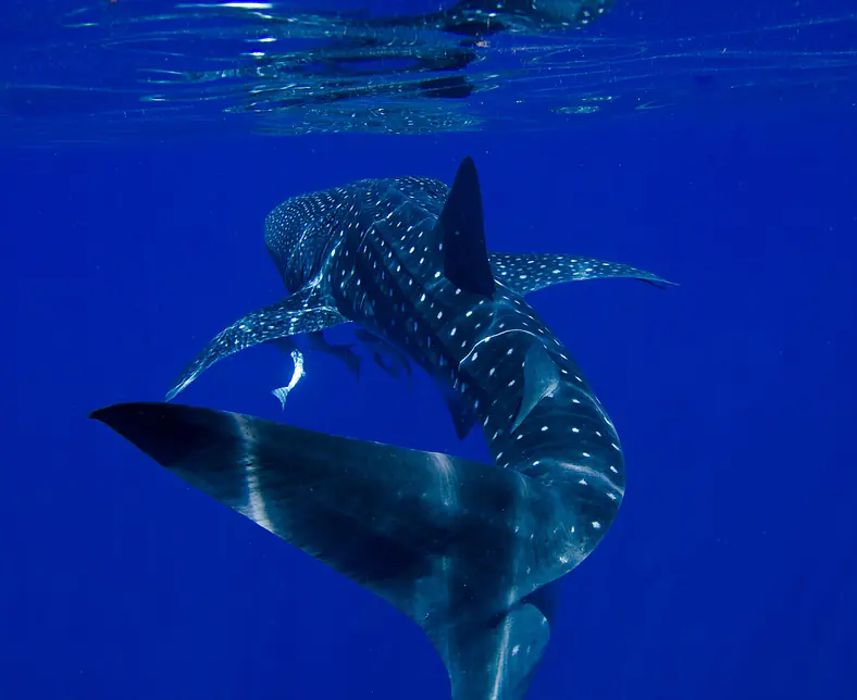 Australien_Westaustralien_Ningaloo_Reef_Walhai_shutterstock©Wagsy_92539006.jpg