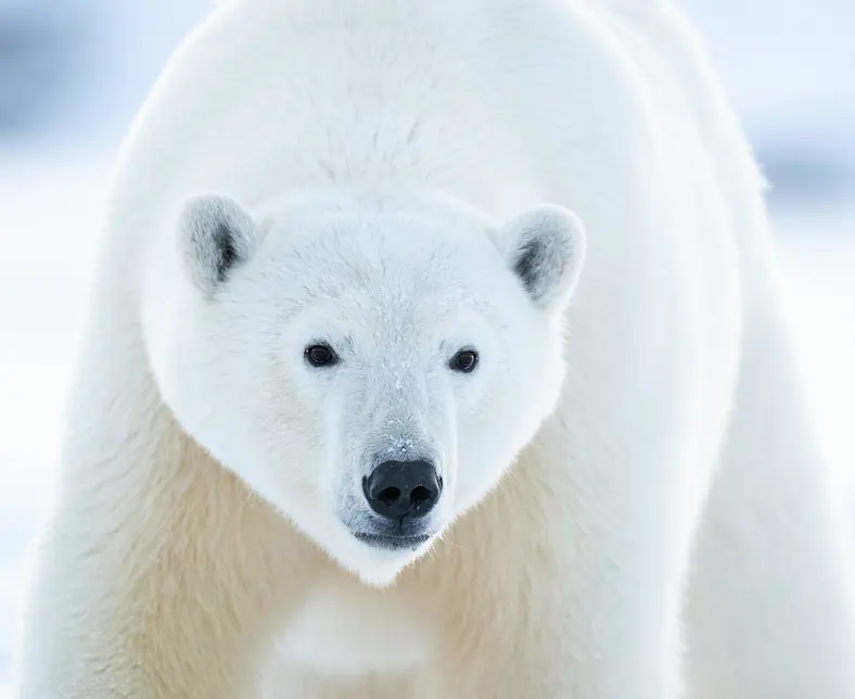 2023-09-Svalbard-Polar-Bear-01-JB.jpg