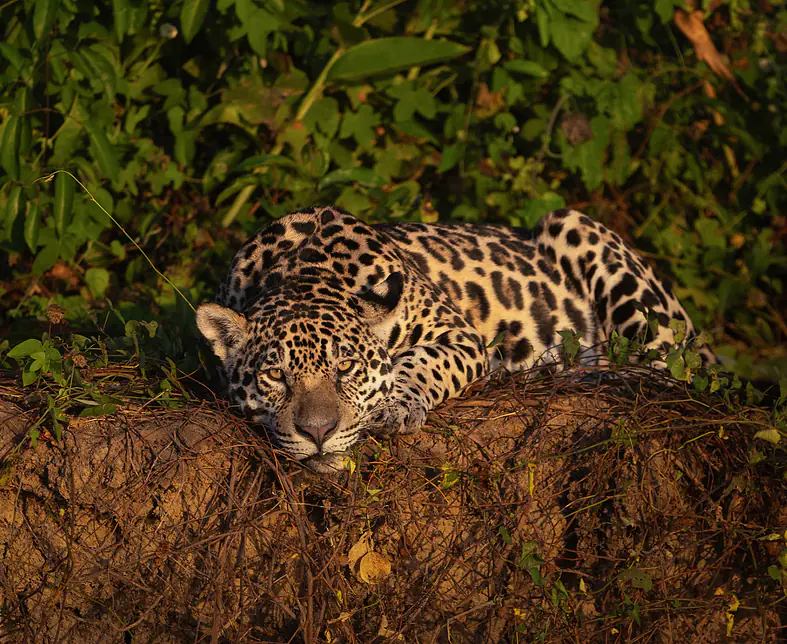 Fotoreise-Pantanal-48.jpg