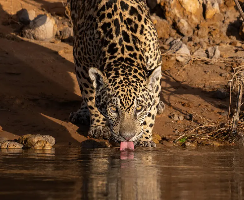 Fotoreise-Pantanal-41.jpg