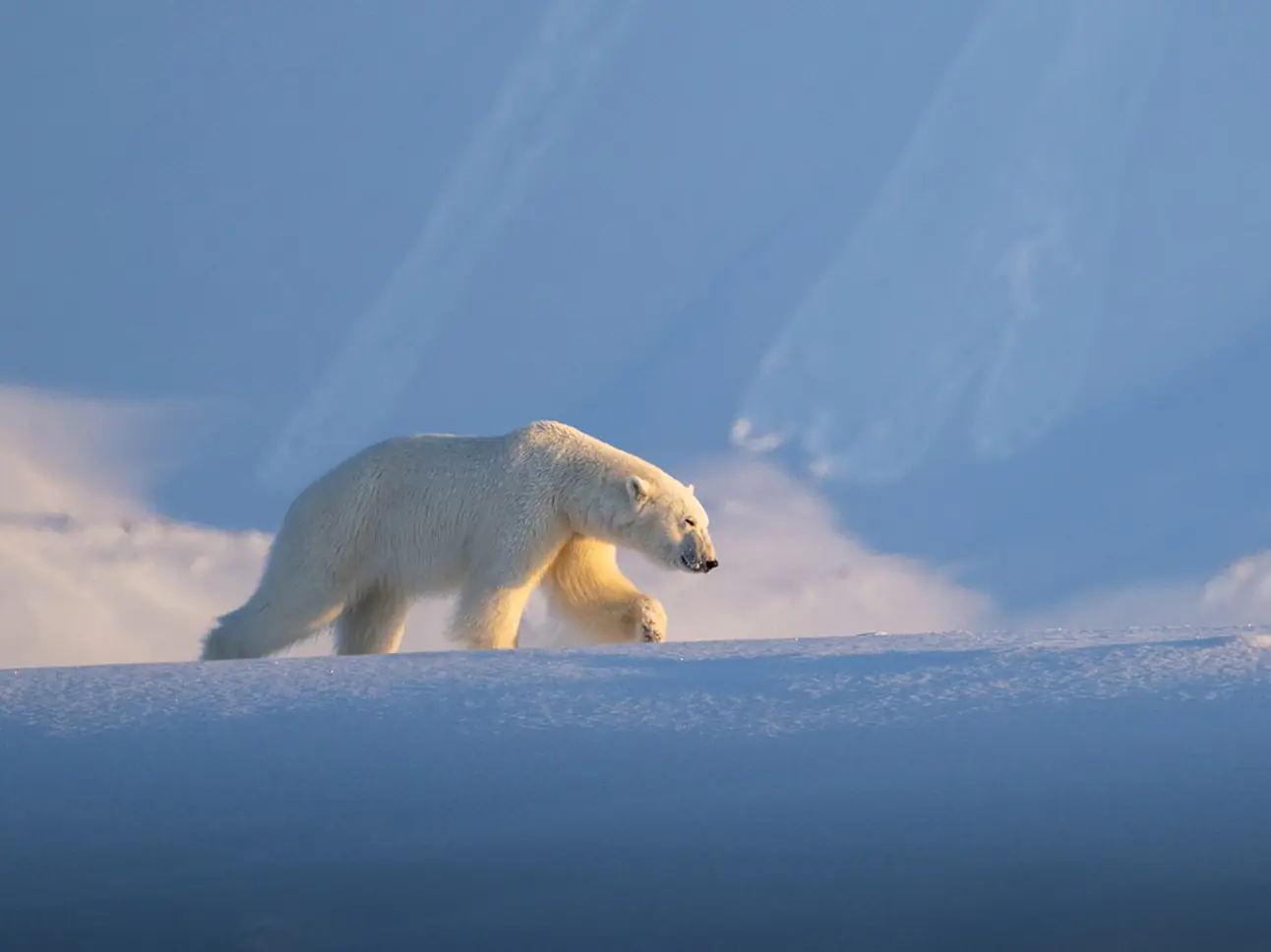 Fotoreisen Polarregionen