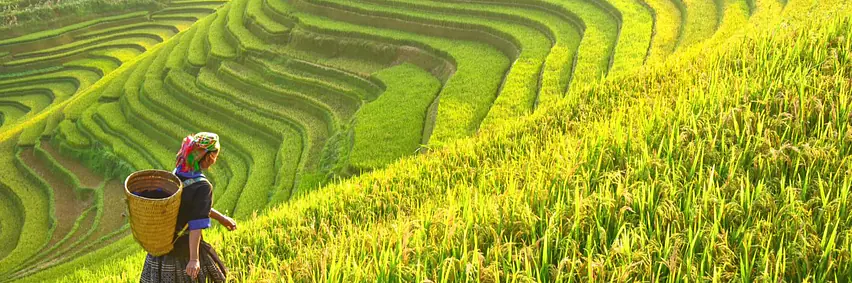 Vietnam - Reisterrassen und Bergfeen