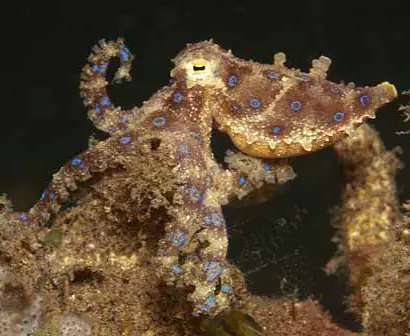 Sea Life7.jpg
