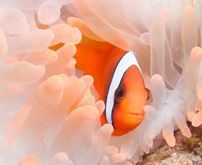 Sea Life9.jpg