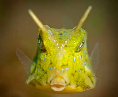 Sea Life3.jpg