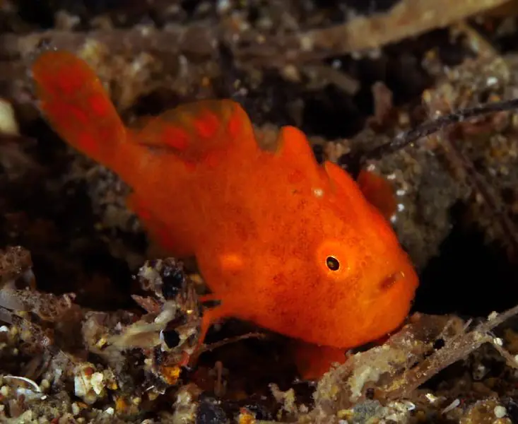 Buceo_Anilao (19).jpg