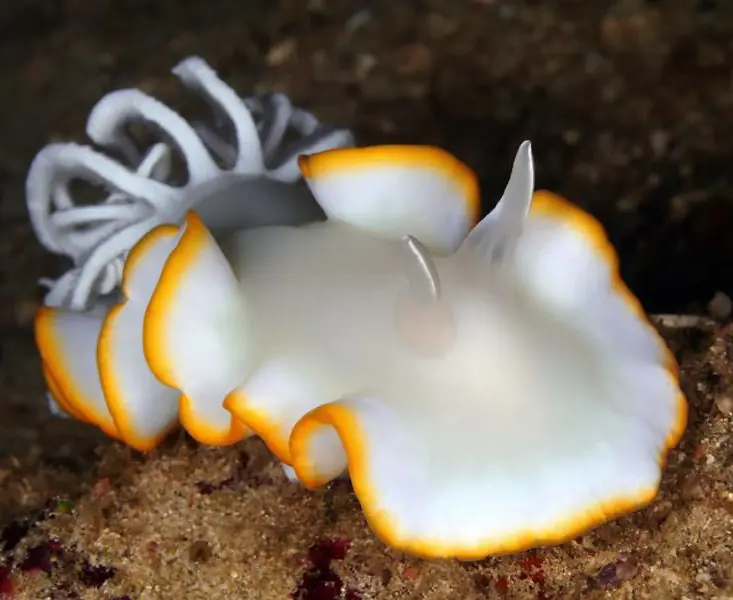 Buceo_Anilao (17).jpg