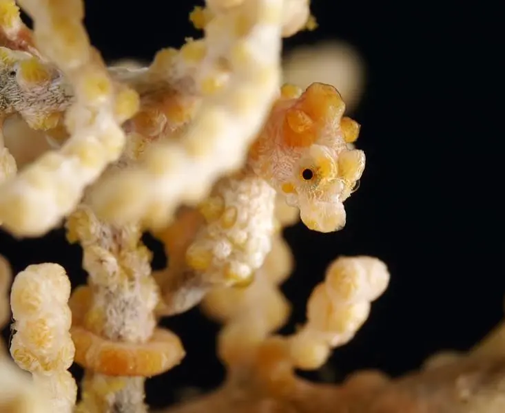 Buceo_Anilao (20).jpg