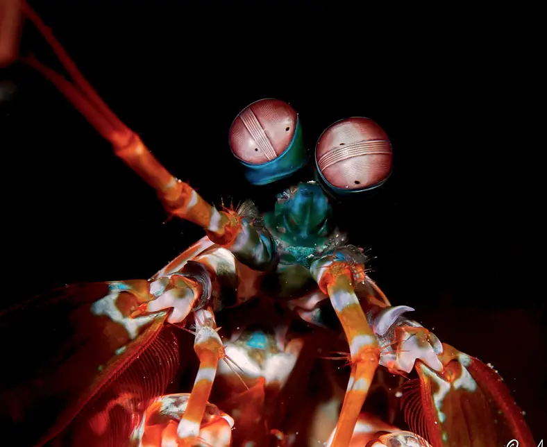 mantis.JPG