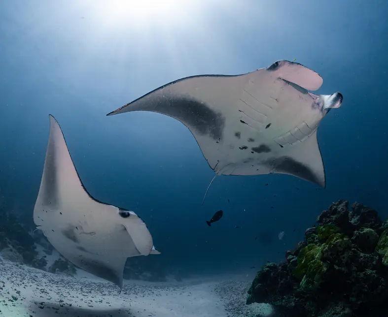 Manta.jpg