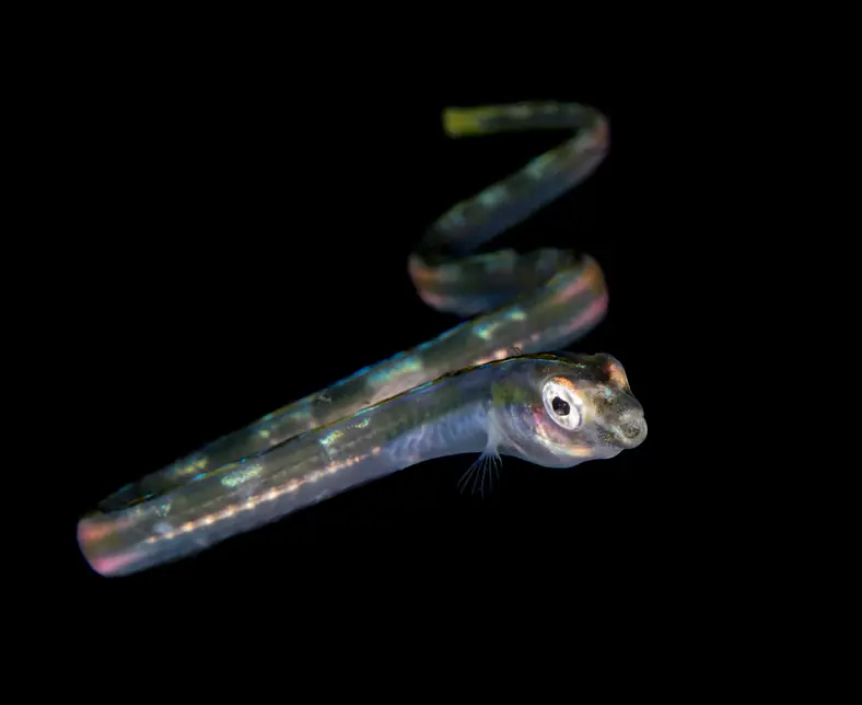 Bonfire_Blackwater 6.jpg