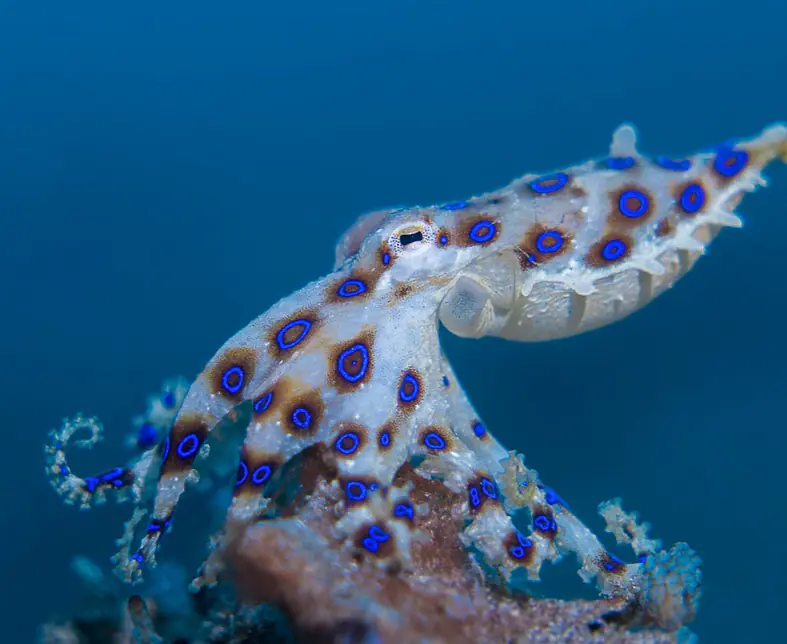 Lembeh Macro4.jpg