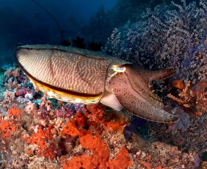 Sali_Bay (169).jpg
