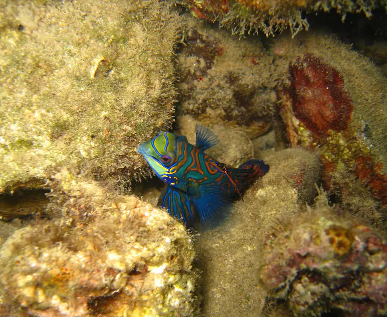 JH_Mandarinfish03.JPG