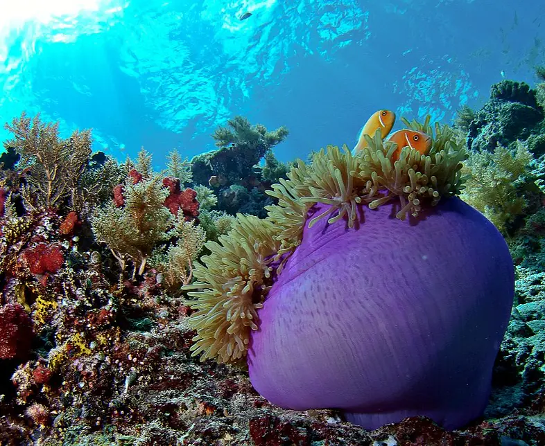 WCW-AnemoneBigDrop.jpg