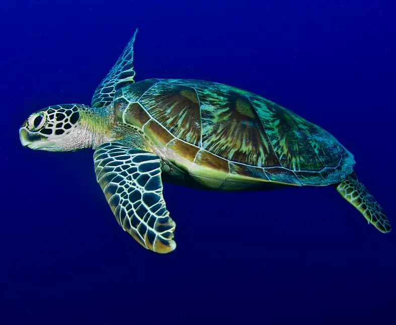 WCW-Turtle.jpg