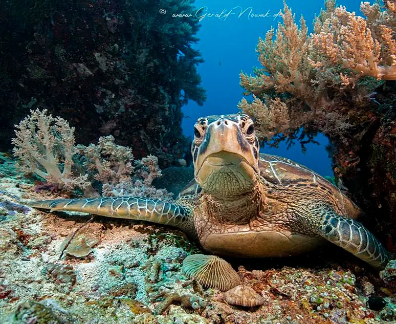 Vida_Homes_Sipalay (3).jpg