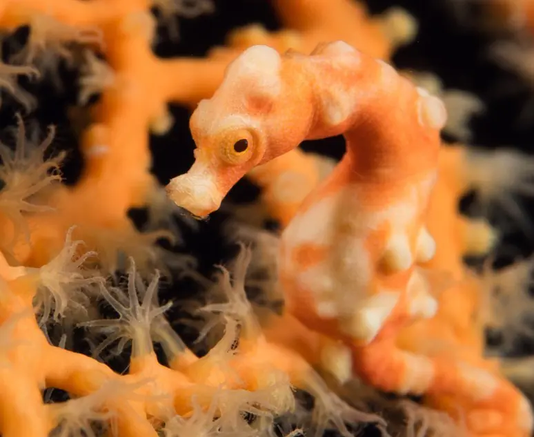 Pura Vida Cabilao (143).jpg