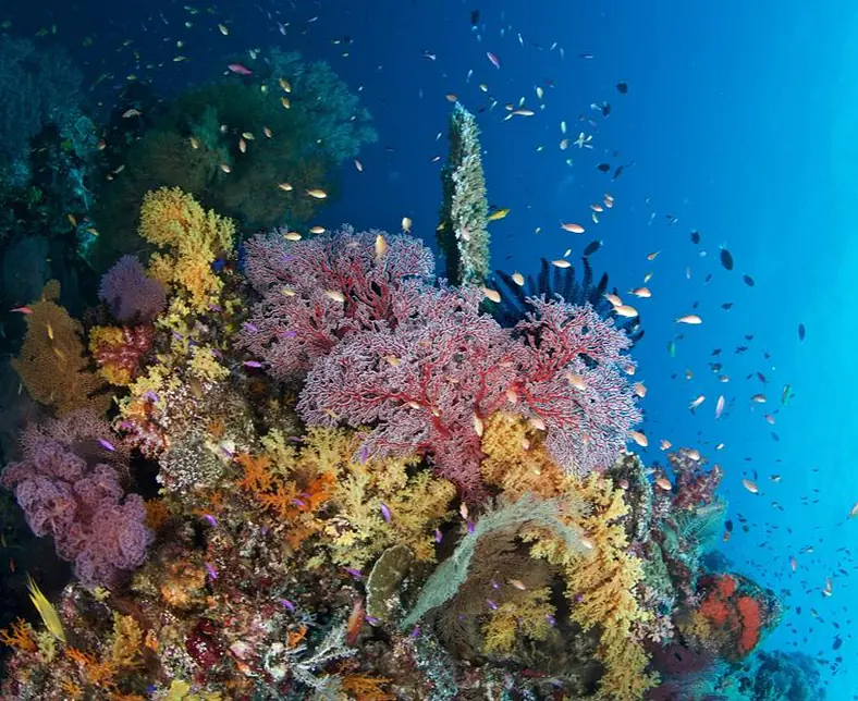 Sea_Explorers_Dauin_UW (5).jpg