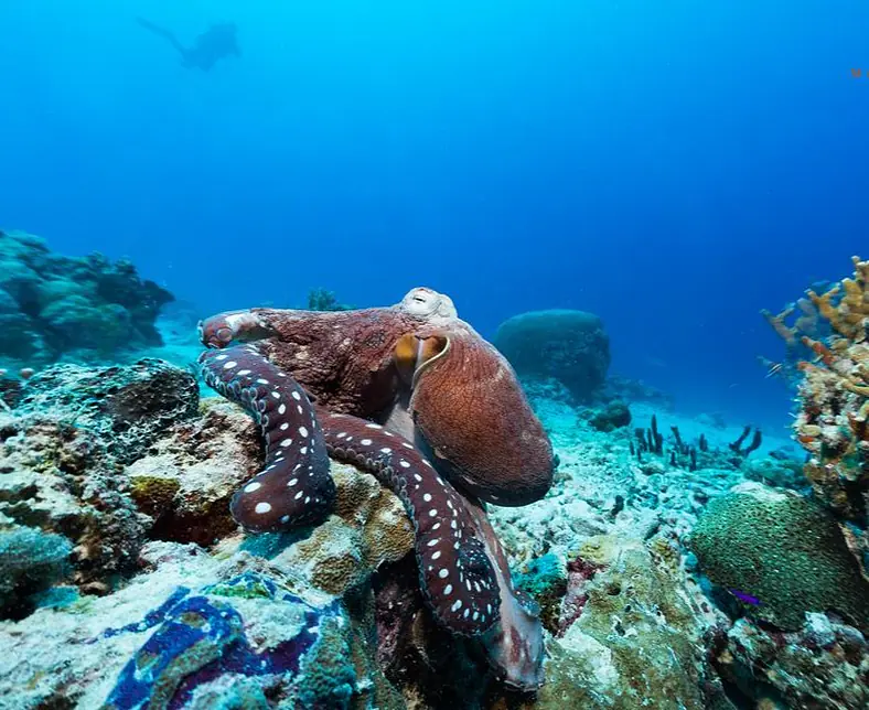 Palau Pacific (149).jpg