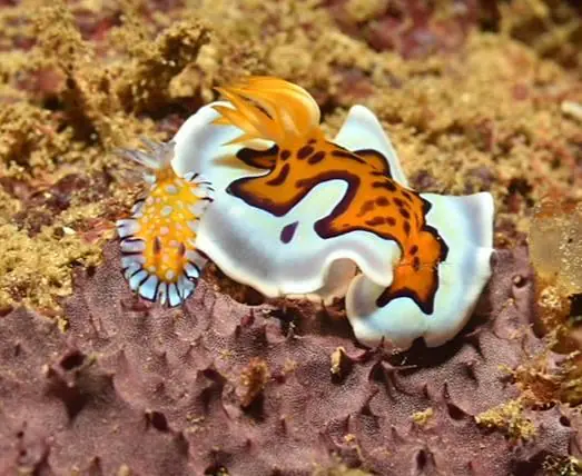 Temple_Point (45).jpg