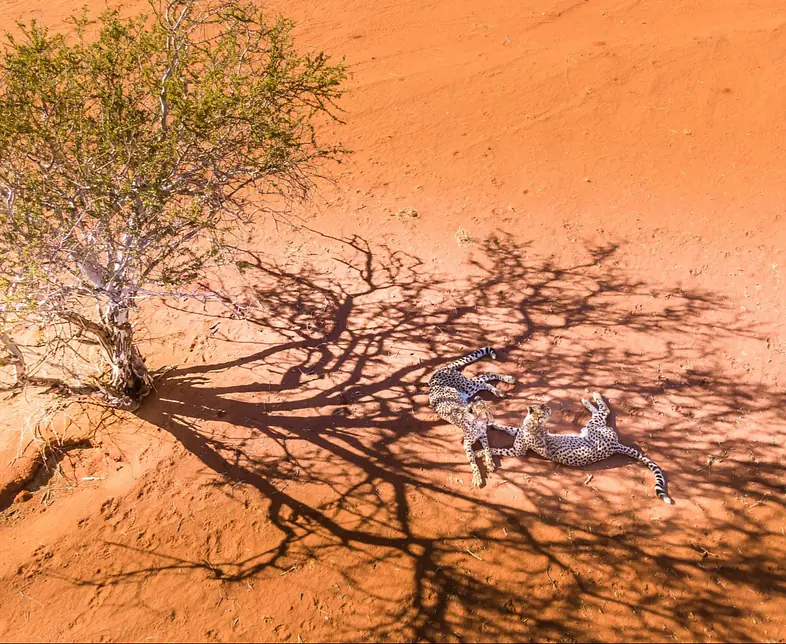 Bagatelle Cheetas-from-above.jpg