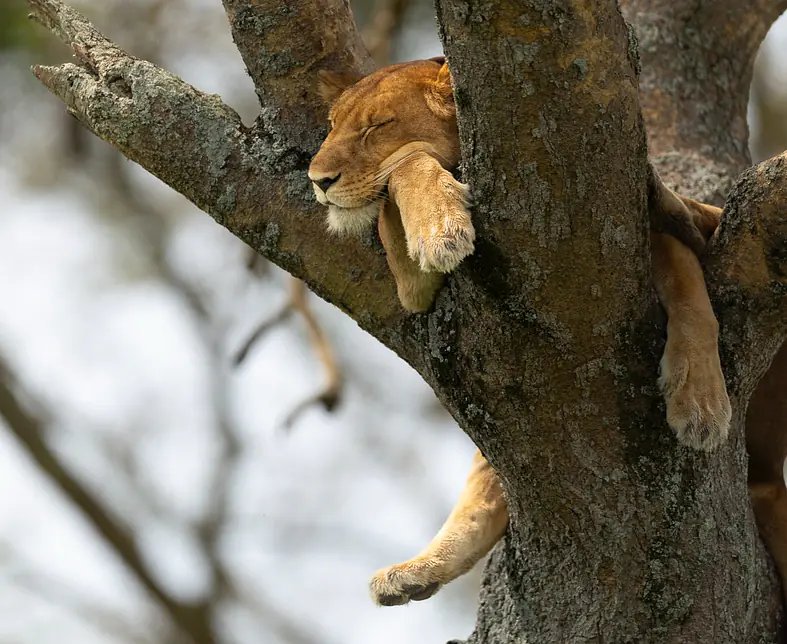 5, Wildlife - Lion 4.jpg