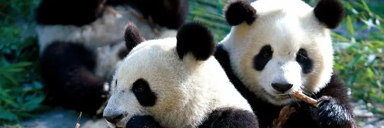 China - Spannendes und widersprüchliches Reich der Mitte