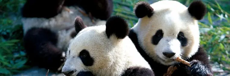 China - Spannendes und widersprüchliches Reich der Mitte