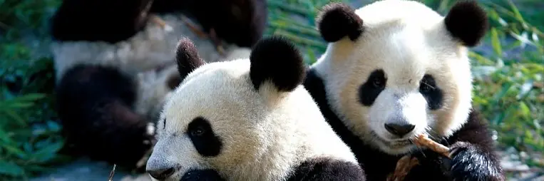 China - Spannendes und widersprüchliches Reich der Mitte