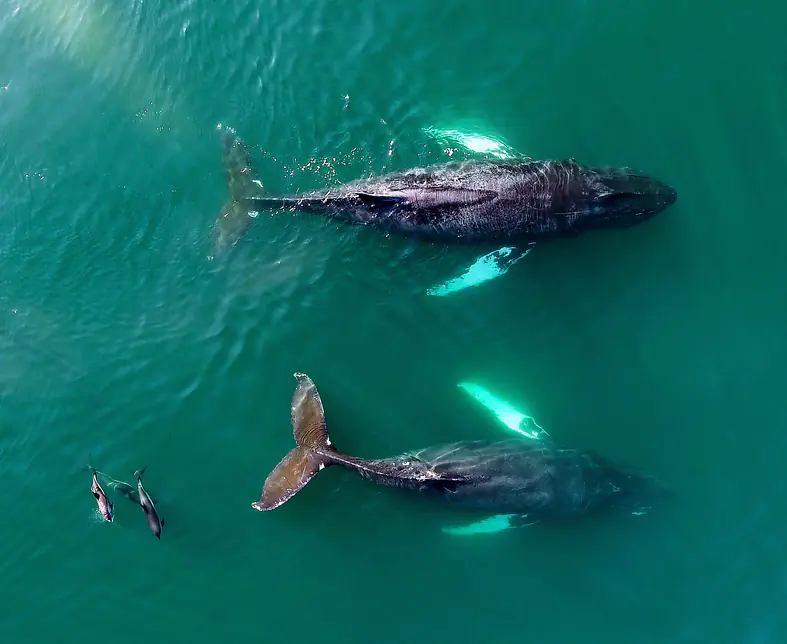 NS Whale and Dolphin Bay of Fundy.jpg