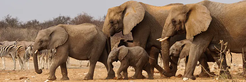 4×4 Wildnis-Safaris und Fotoreisen in Namibia & Botswana 