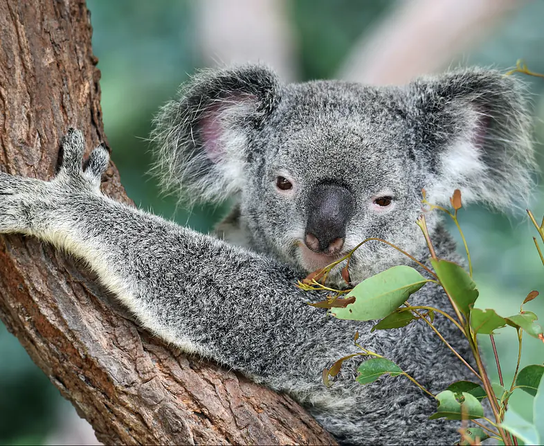 1_Koala_david-clode-unsplash.jpg