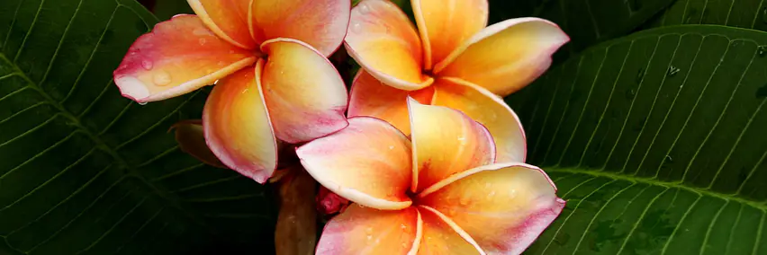 Melanesien – von Papua Neuguinea nach Fiji