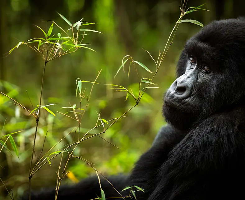 SVNP_WILDLIFE_Gorilla_Sabyinyo_Family_Ross_Couper_27-1.jpg