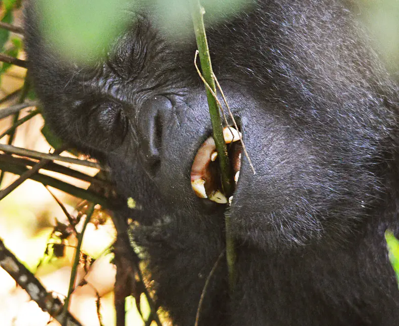 Mountain Gorilla - UGANDA & RWANDA SAFARI.JPG