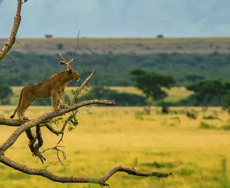 Big Five Game in East Africa.jpg