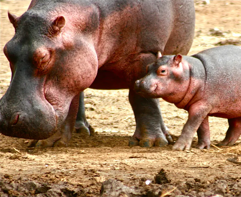 QENP Hippo in the Kazinga Channel.JPG