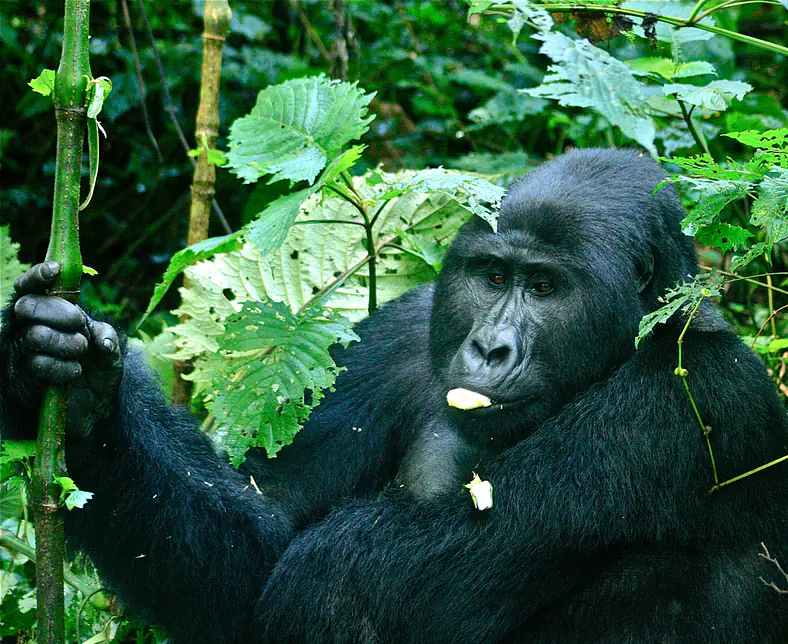 BINP Silveback Gorilla Eating.jpg