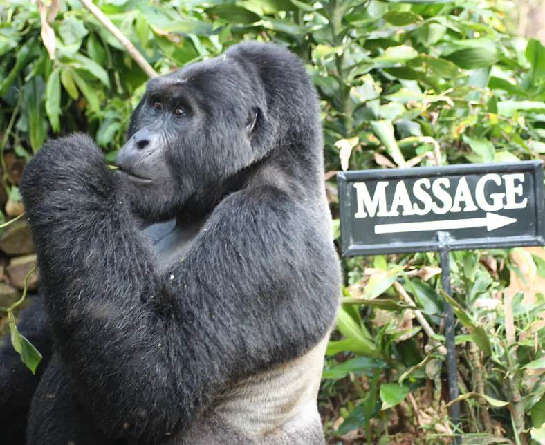 BINP Gorilla Massage.jpg