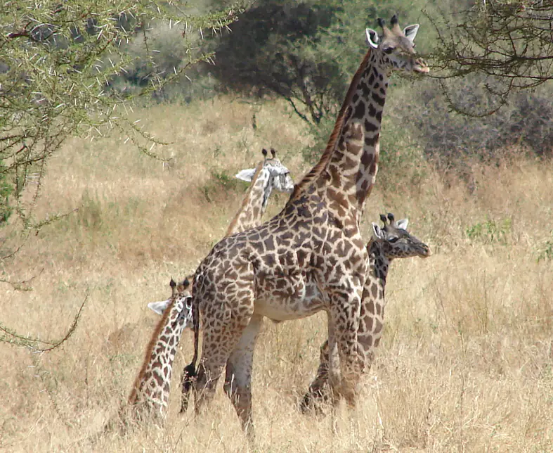 MFNP Giraffe and babies.JPG
