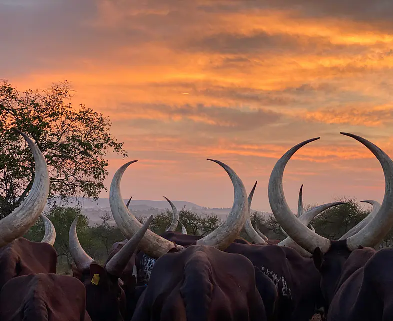 Cultural Journeys .JPG