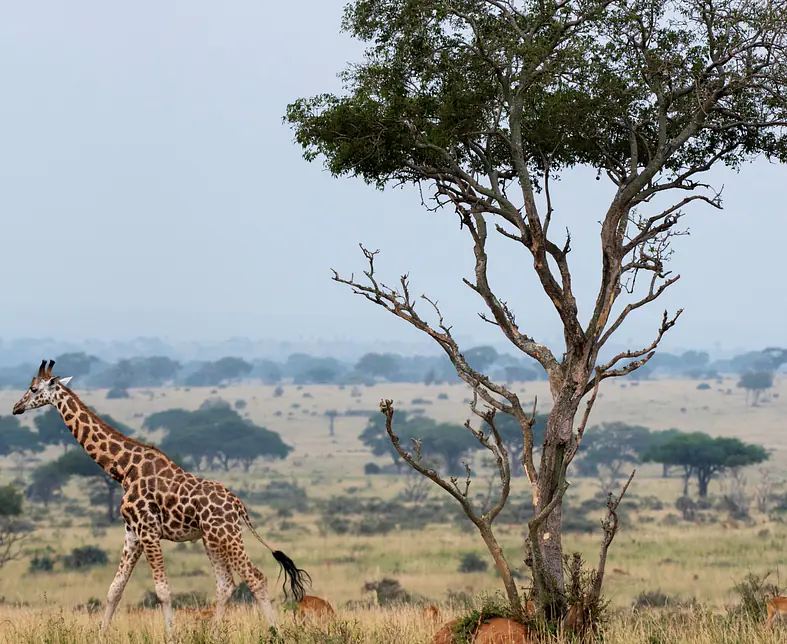 Murchison Falls 5.jpg