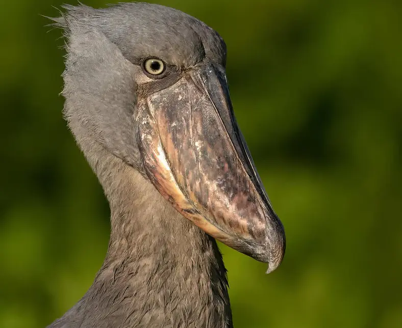Uganda Birding Journeys .JPG