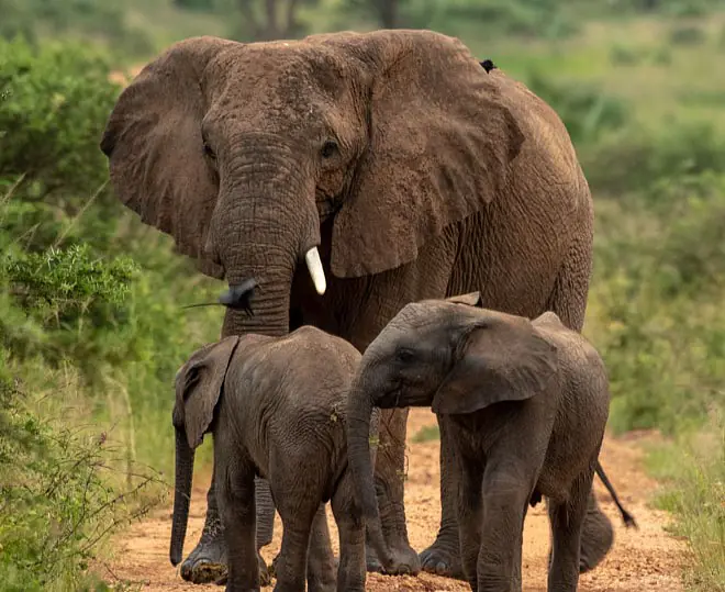 Uganda Safari Tour .jpg