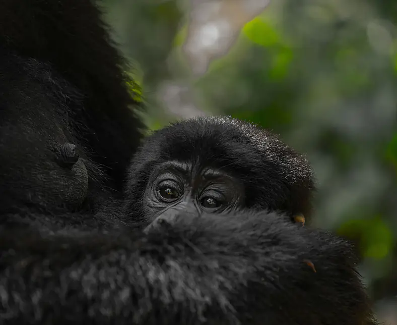 Mountain Gorillas in Bwindi .JPG
